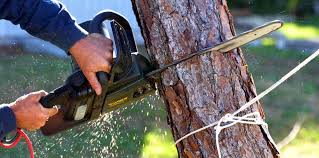 Best Tree Removal  in Santaquin, UT