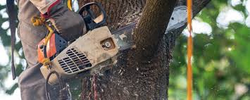 Best Tree Risk Assessment  in Santaquin, UT