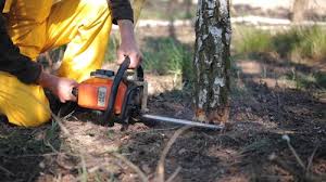 Best Hazardous Tree Removal  in Santaquin, UT