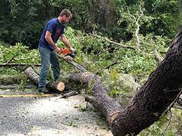 Professional  Tree Services in Santaquin, UT