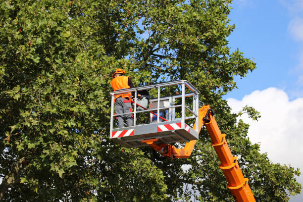 Best Tree Health Inspection  in Santaquin, UT