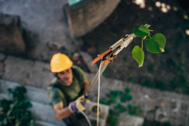 Best Arborist Consultation Services  in Santaquin, UT