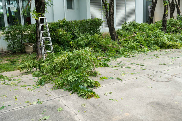 Best Tree Trimming and Pruning  in Santaquin, UT