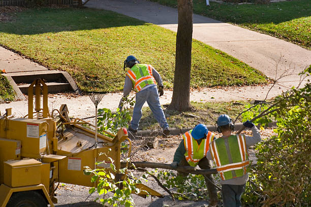 Best Fruit Tree Pruning  in Santaquin, UT