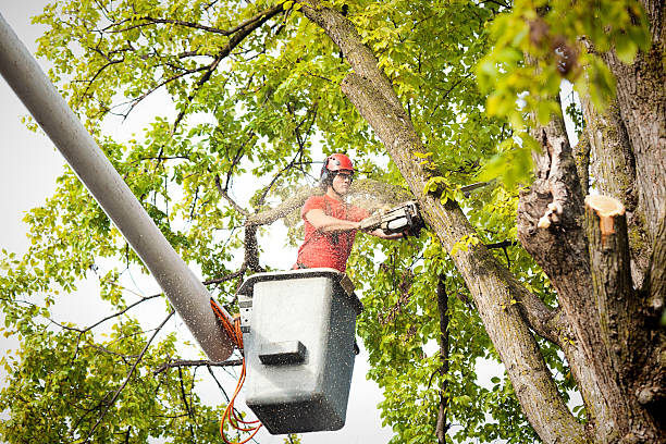 Why Choose Our Tree Removal Services in Santaquin, UT?